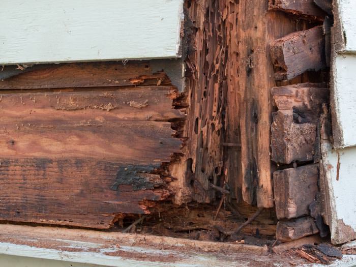 Carpenter Gordonsville  termite damaged wood in a Gordonsville crawl space