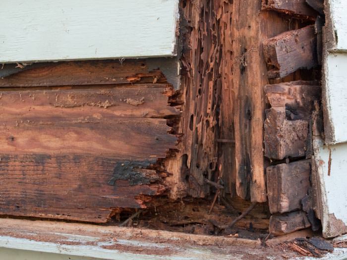 termite damaged wood in a Gordonsville crawl space Carpenter Gordonsville Carpenter Gordonsville termite damaged wood in a Gordonsville crawl space